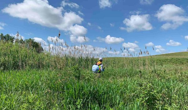 Environmental engineering in field treating phragmites.